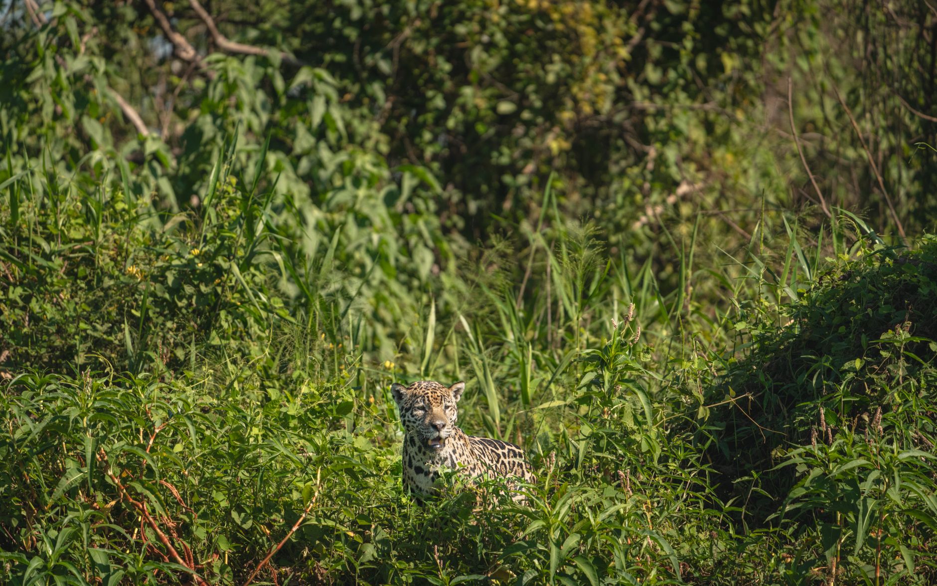 Fotografia de onça pintada no Pantanal brasileiro