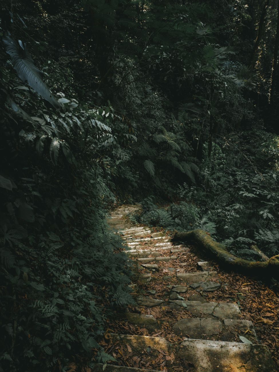 Trilha imersiva na floresta de preservação
